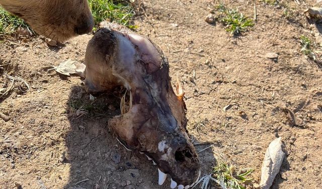 Köpekler açıklıktan birbirini yedi