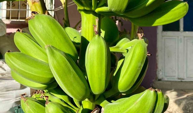 İnat etti, 70 rakımda muz hasadı yaptı