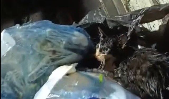 Kediyi poşete koyup çöpe attılar