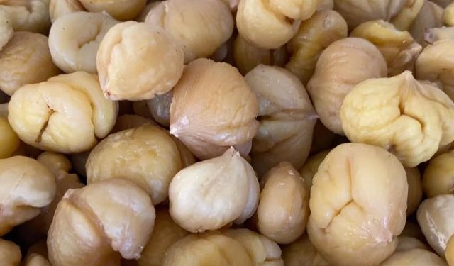 Aydın kestanesi ihracata hazırlanıyor