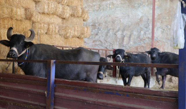 Mandadan gelen altın lezzet