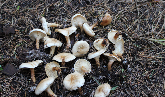 Mantar ararken 70 yaşındaki adam kayboldu