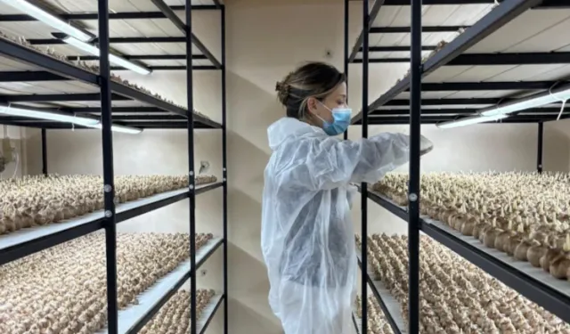 Masabaşı mesleğini bıraktı küçücük odada ekime başladı