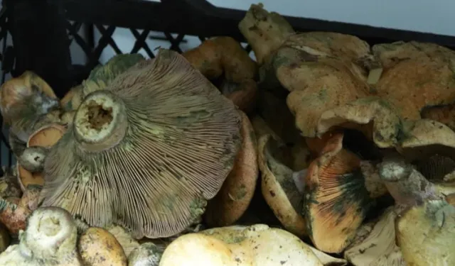 5 saat içinde etkisini gösteriyor, 60 kişi hastanelik oldu