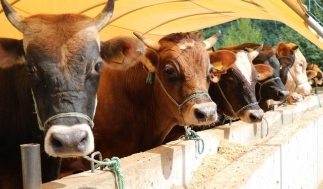 Besilik hayvan ithalatına ilişkin önemli açıklama