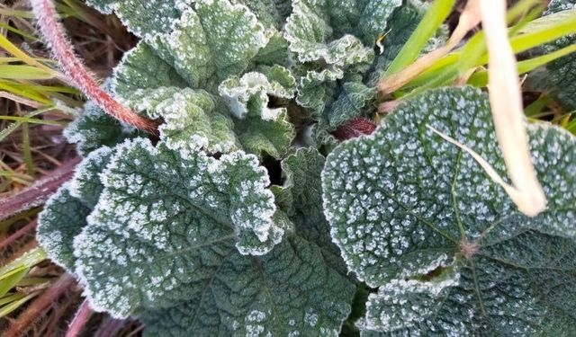 Aydın'a zirai don uyarısı