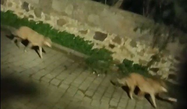 Bodrum'da kurt sürüsü görüntülendi