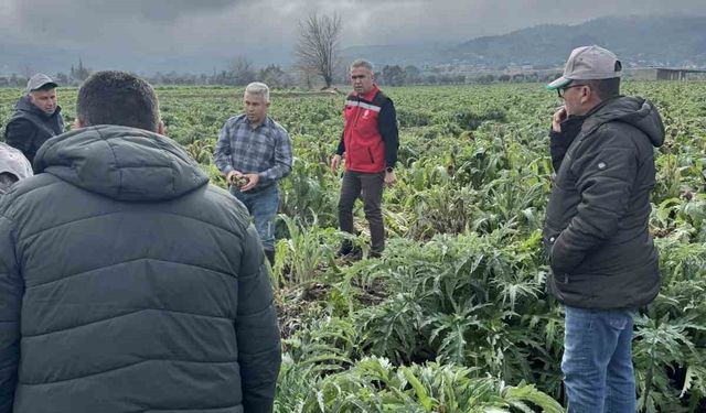 Enginar tarlaları incelendi, TARSİM hakkında bilgilendirildi