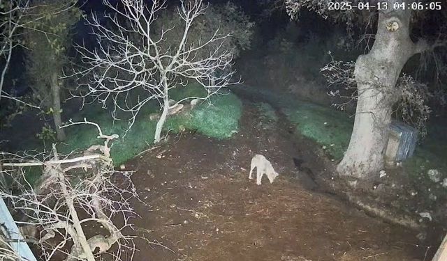 Menteşe'de kurdun saldırdığı 3 koyun telef oldu