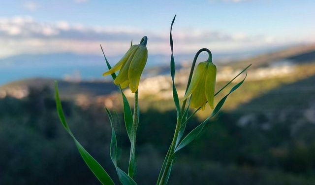 Kuşadası'nda Ağlayan Gelinler Çiçek Açtı