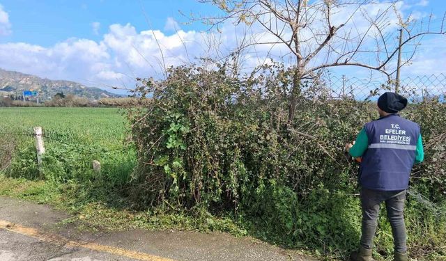 Efeler'in Yeşil Alanlarında Temizlik Çalışması Devam Ediyor