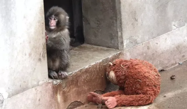 Yavru maymun Punch'ın son görüntüsü görenleri üzdü