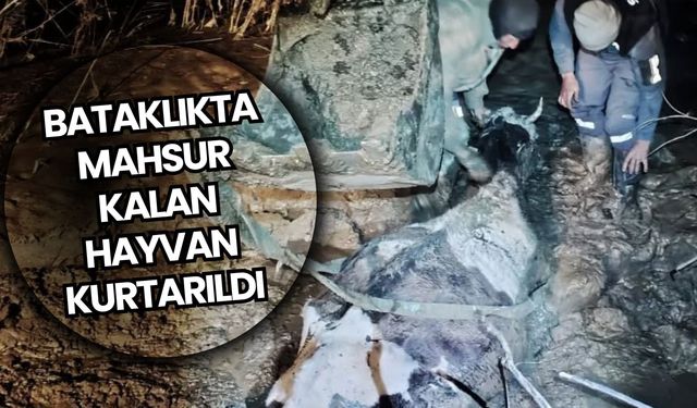 Bataklıkta mahsur kalan hayvan kurtarıldı