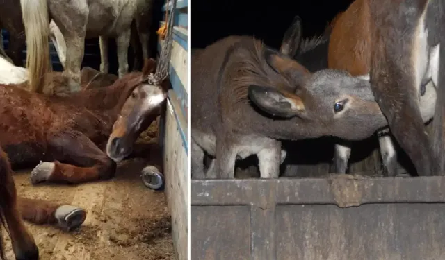 At ve Eşek Eti Yedirildi Ekipler Teyakkuza Geçti