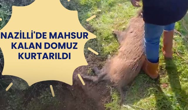 Nazilli'de mahsur kalan domuz kurtarıldı