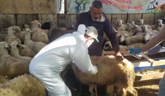 Küçükbaş Hayvanlara Aşılama