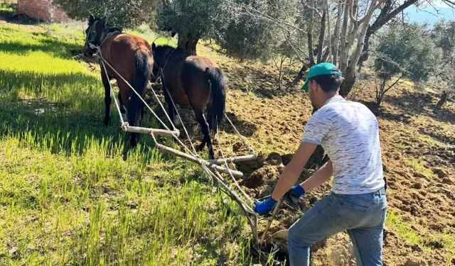 Zeytin Bahçesinde Atlı Mesai