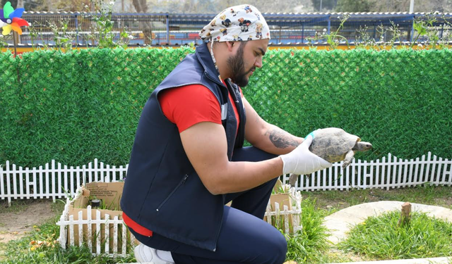 Kuşadası’nda Kaplumbağalara Özel Yaşam Alanı