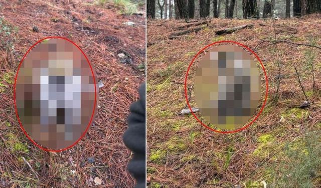 Karşılarına Öyle Bir Şey Çıktı…