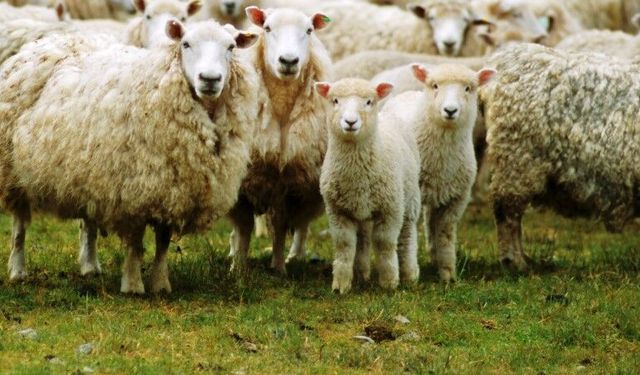 Bakan Müjdeyi Verdi: Besiciye Dev Destek