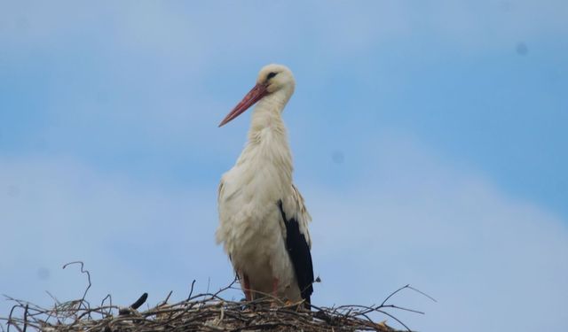 Leylekler 40 Yıl Aradan Sonra Döndü