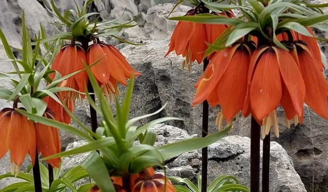 Bu Çiçeği Koparan Yandı