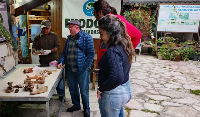 Kıyıya Vuran Kemikler Bilimsel İncelemeye Alındı