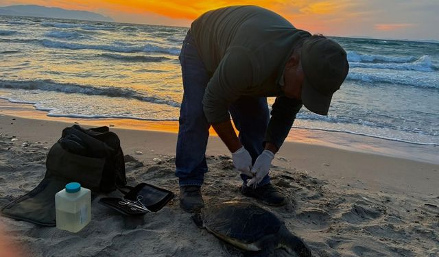 İki Deniz Kaplumbağası Ölü Bulundu
