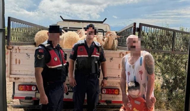 Çalınan Koyunları Jandarma Buldu
