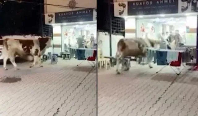 Tosun Kuaför Salonuna Daldı