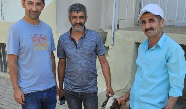 Nazilli'de Firari Kuzu Alarmı
