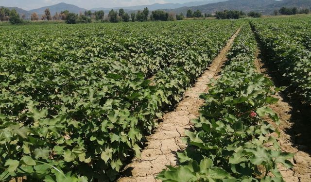 Aydın'da Pamukta Zararlı Uyarısı