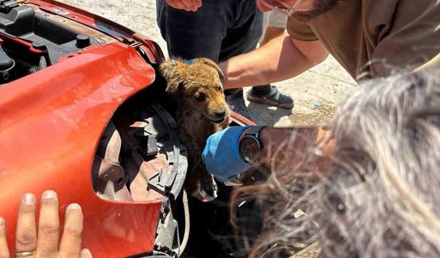 Veteriner hekimler tampona sıkışan köpeği böyle kurtardı