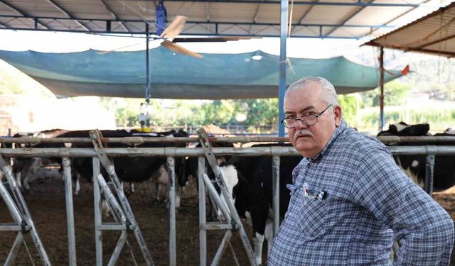 Çöl sıcakları inekleri vurdu, ahırlar vantilatörle serinletiliyor