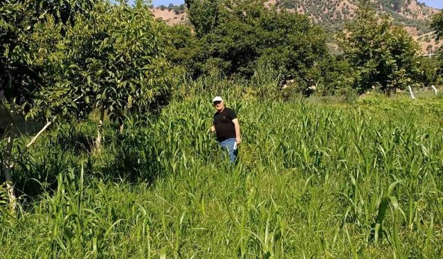 Aydın'da sorgum otu ekili alanlar denetlendi