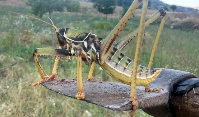 Bakanlıktan Aydın'daki çekirge paniğine açıklama