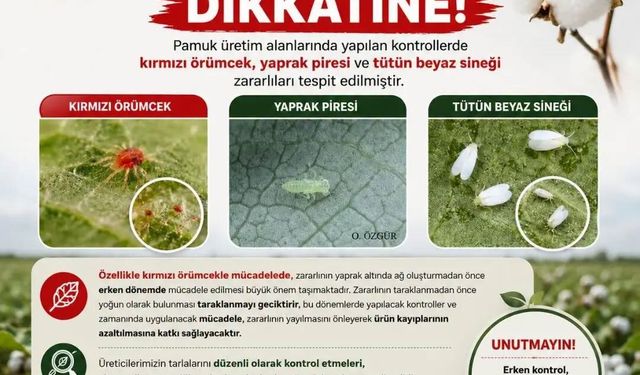 Aydın'da pamuk üreticileri için zararlı alarmı