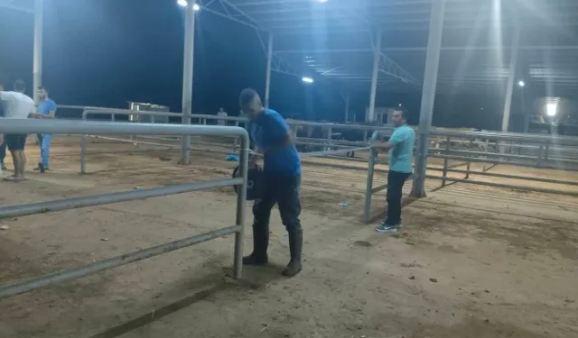 Çine'de veterinerler seferber oldu