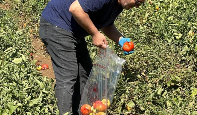 Köşk'te hasat öncesi ilaç kalıntısı denetimi