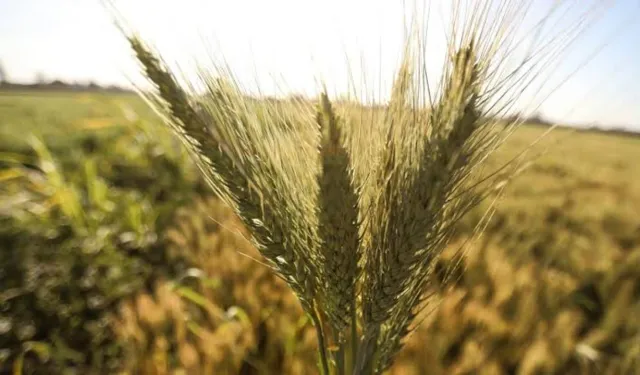 Aydın Ticaret Borsası’nda günün hububat fiyatları belli oldu