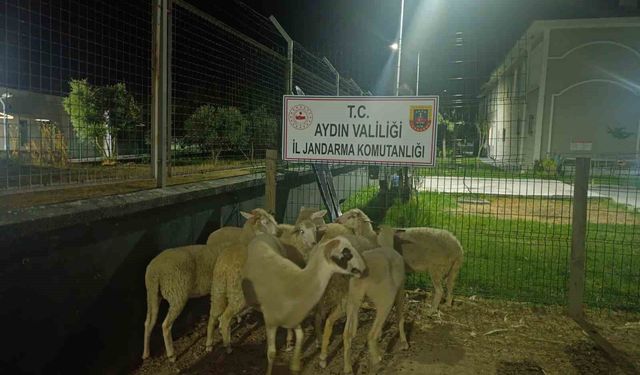Koçarlı'da 15 koyun çalındı