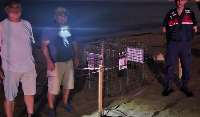 Kuşadası'nda Sezonun İlk Caretta Caretta Yuvası Koruma Altında!