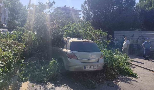 Efeler'de seyir halindeki otomobilin üzerine ağaç devrildi