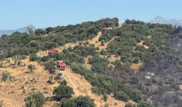 Söke'de yangın felaketinin yaraları sarılıyor