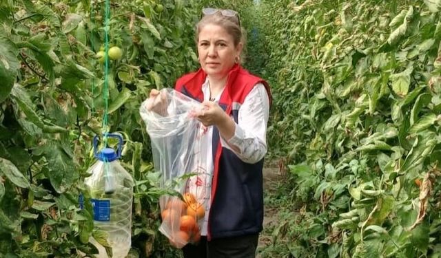 Söke Ovası'nda Domatese Pestisit İncelemesi