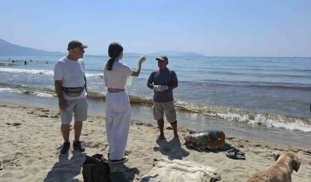 3 caretta caretta ölü bulundu