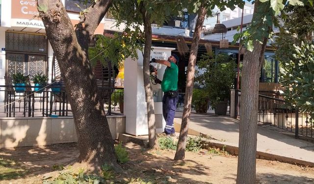 Efeler’de yeşil alanlar bakımdan geçiyor