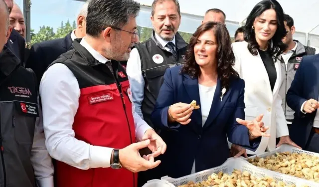 Başkan Çerçioğlu’ndan incir için özel tarif: “Zeytinyağına banıp ceviz koyun”