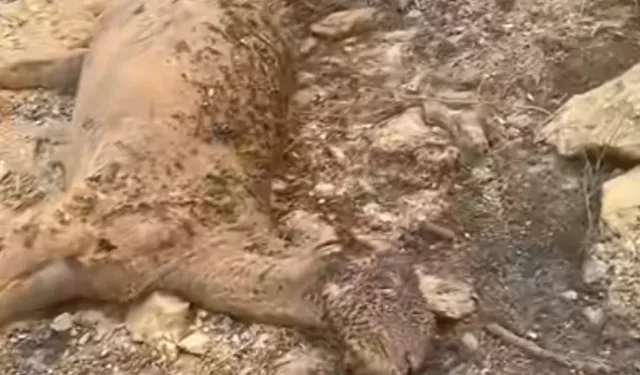 Aydın'dan yürek yakan acı manzara