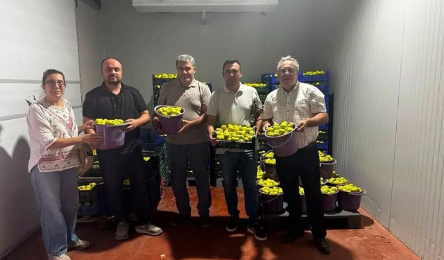 Buharkent'te Fusarium hastalığına karşı denetim